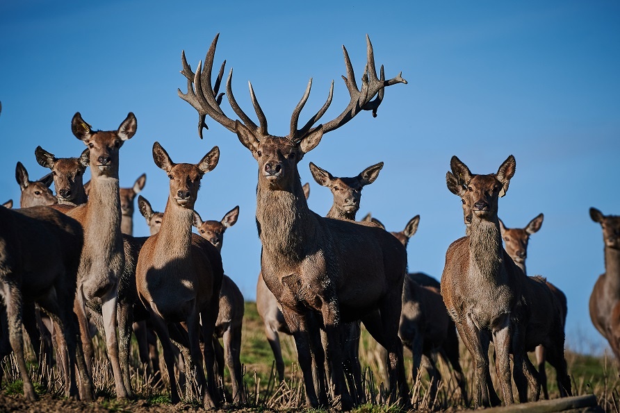 Wildfang Hirschzucht