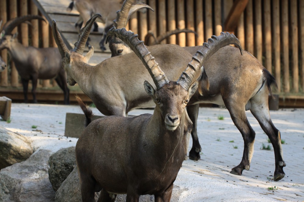 Wildfang Steinbock