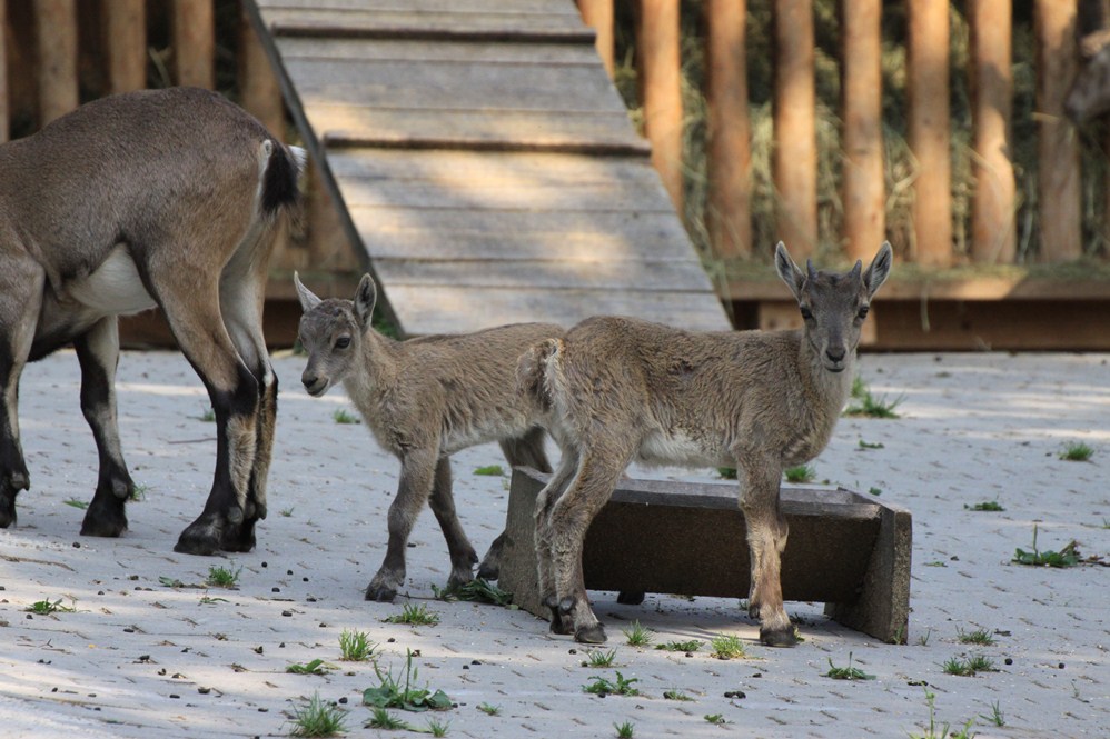 Wildfang Steinbock Junge